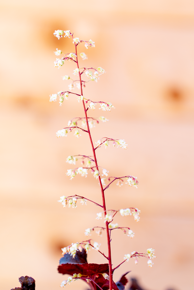 Heuchera
