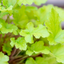Heuchera