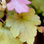 Heuchera