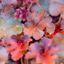 Heuchera
