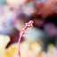 Heuchera
