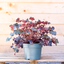 Heuchera