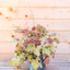 Heuchera
