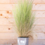 Stipa