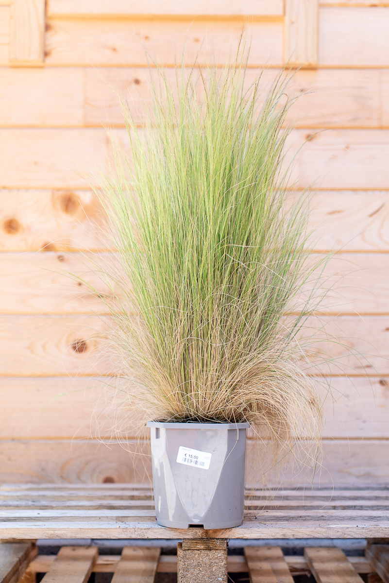 Stipa