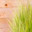Stipa