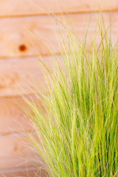 Stipa