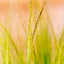Stipa