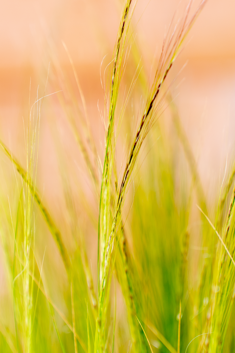 Stipa