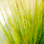 Stipa