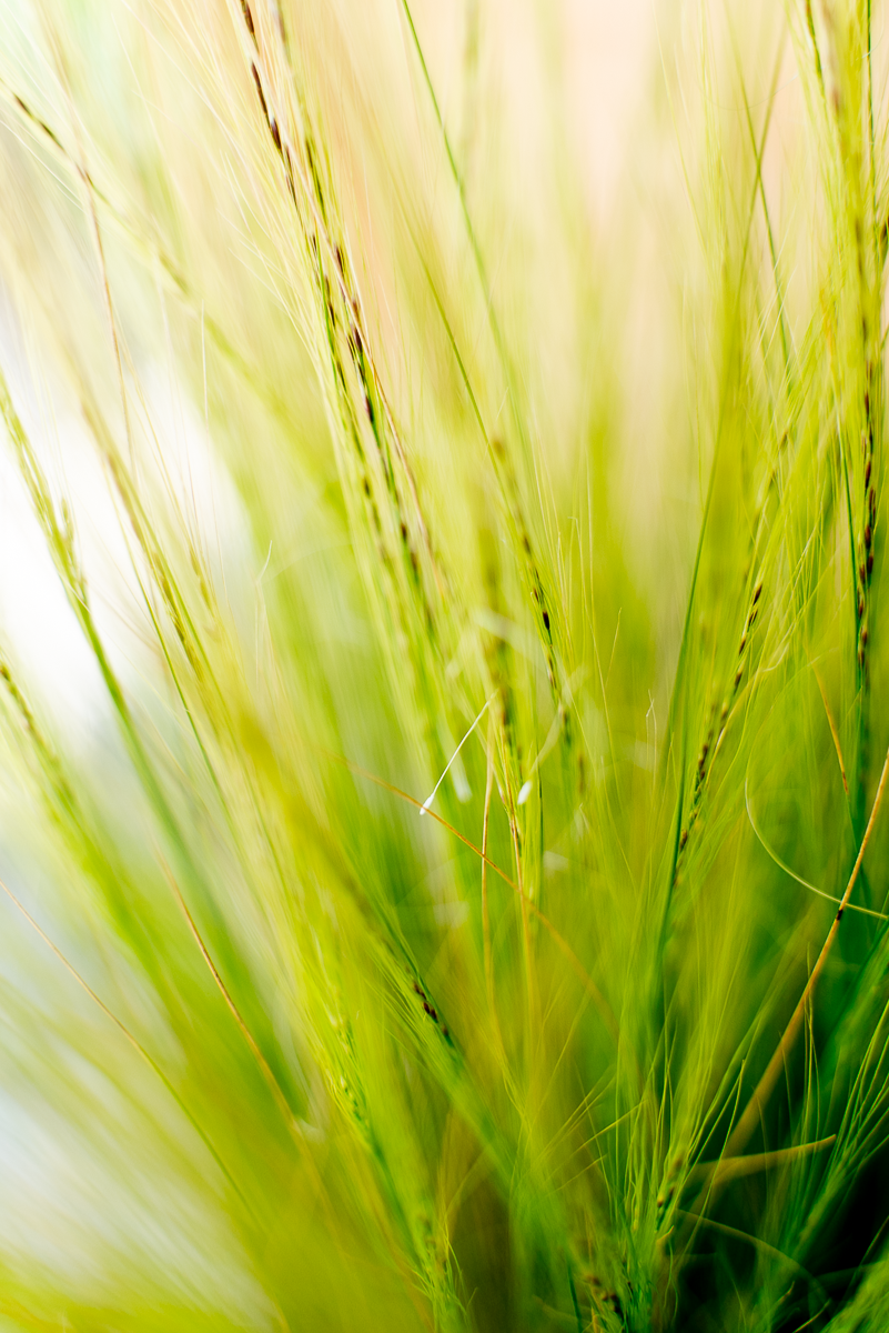 Stipa