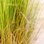 Stipa