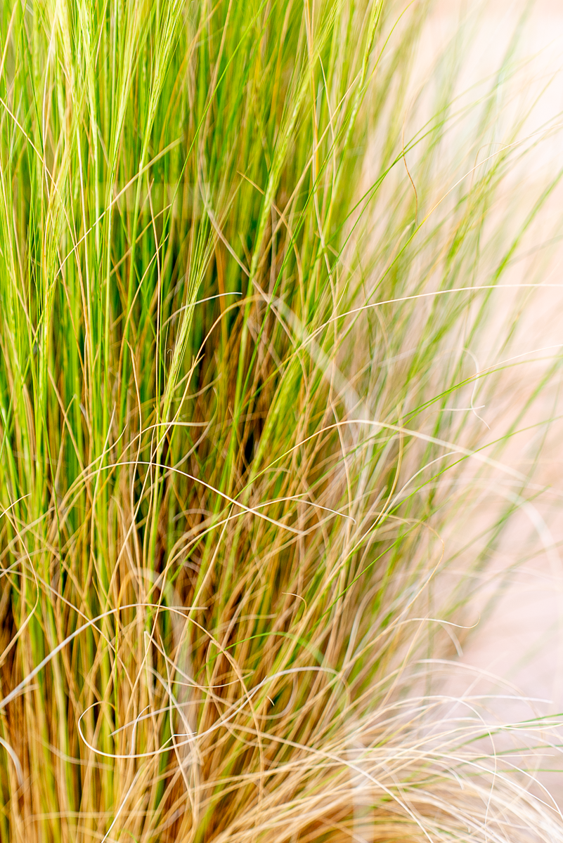 Stipa