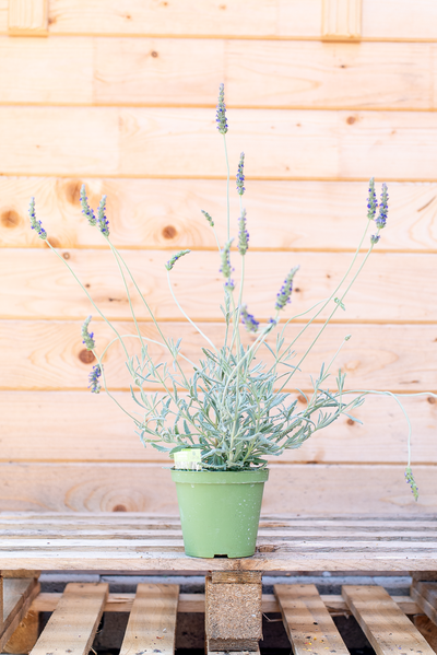 Lavanda amgustifolia