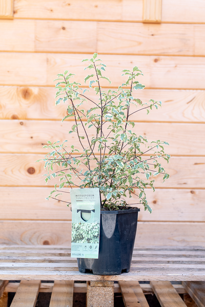 Pittosforo Variegato