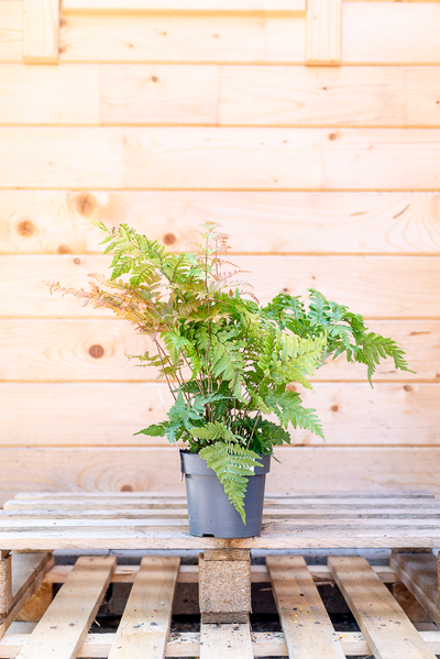 Dryopteris Erythrosora (Felce)