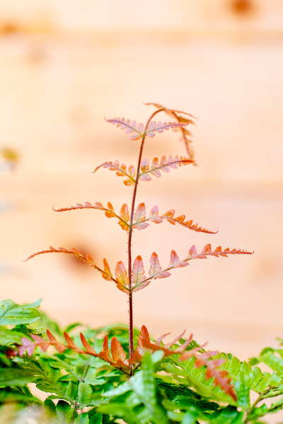 Dryopteris Erythrosora (Felce)