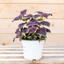 Coleus