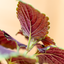 Coleus