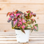 Coleus