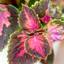 Coleus