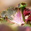 Coleus