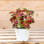 Coleus