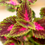 Coleus
