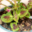 Coleus