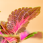 Coleus