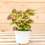 Coleus