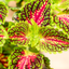 Coleus