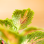 Coleus