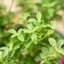 Salvia Gregii