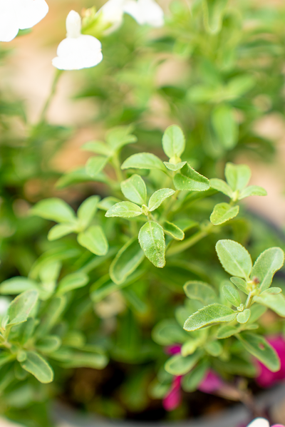 Salvia Gregii
