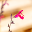 Salvia Gregii