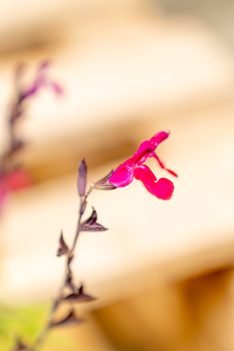 Salvia Gregii