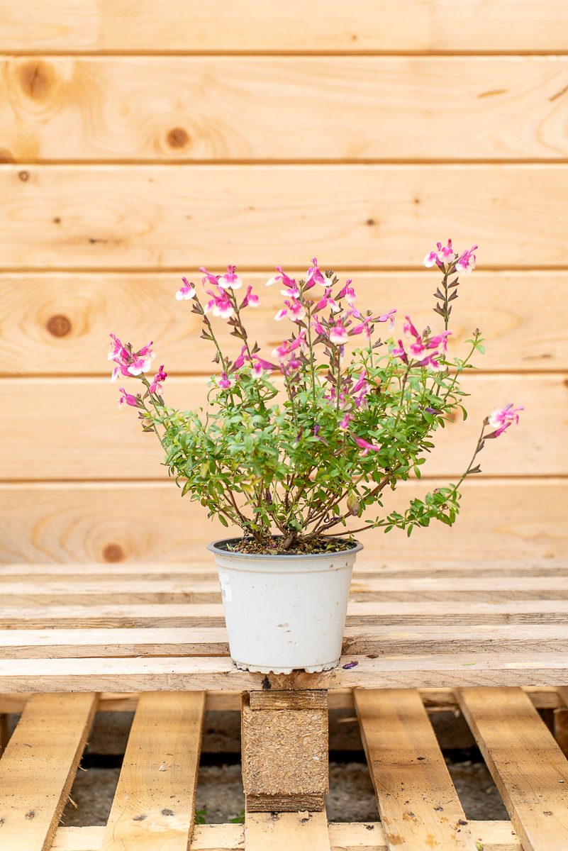 Salvia Gregii
