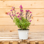 Salvia Gregii