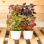 Coleus