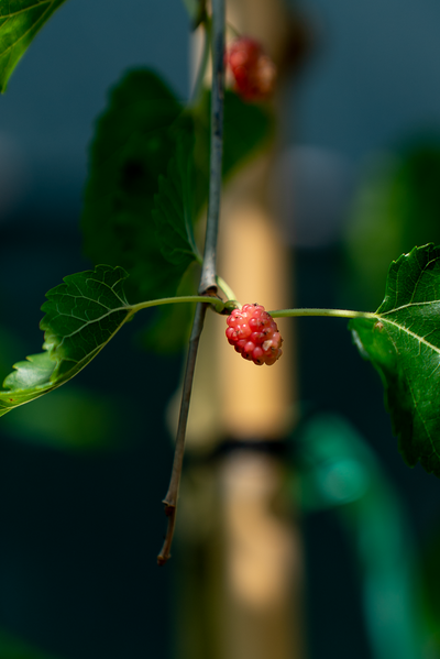 Gelso Rosso