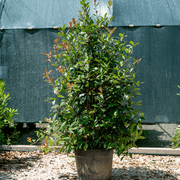 Photinia Red Robin – vasi 3, 9, 18 e 50 L