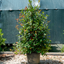 Photinia