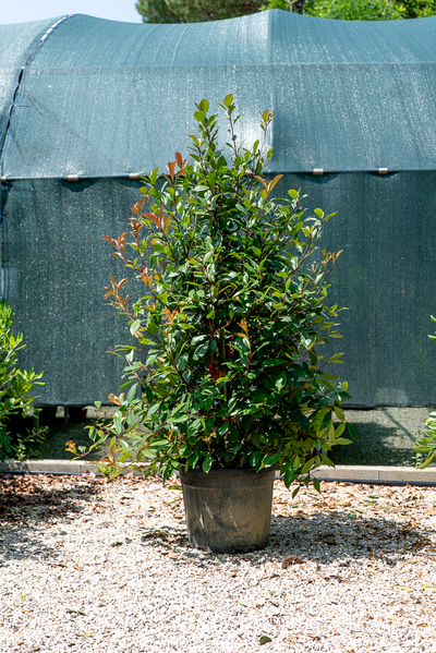 Photinia
