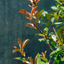 Photinia
