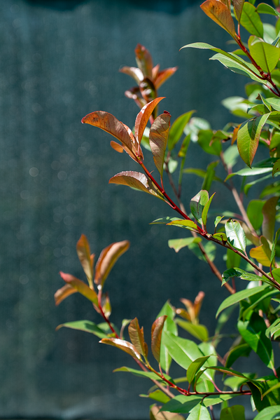 Photinia