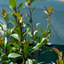 Photinia