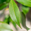 Photinia