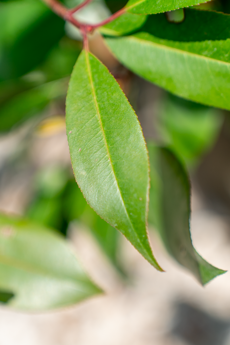 Photinia