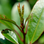 Photinia